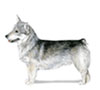 Swedish Vallhund